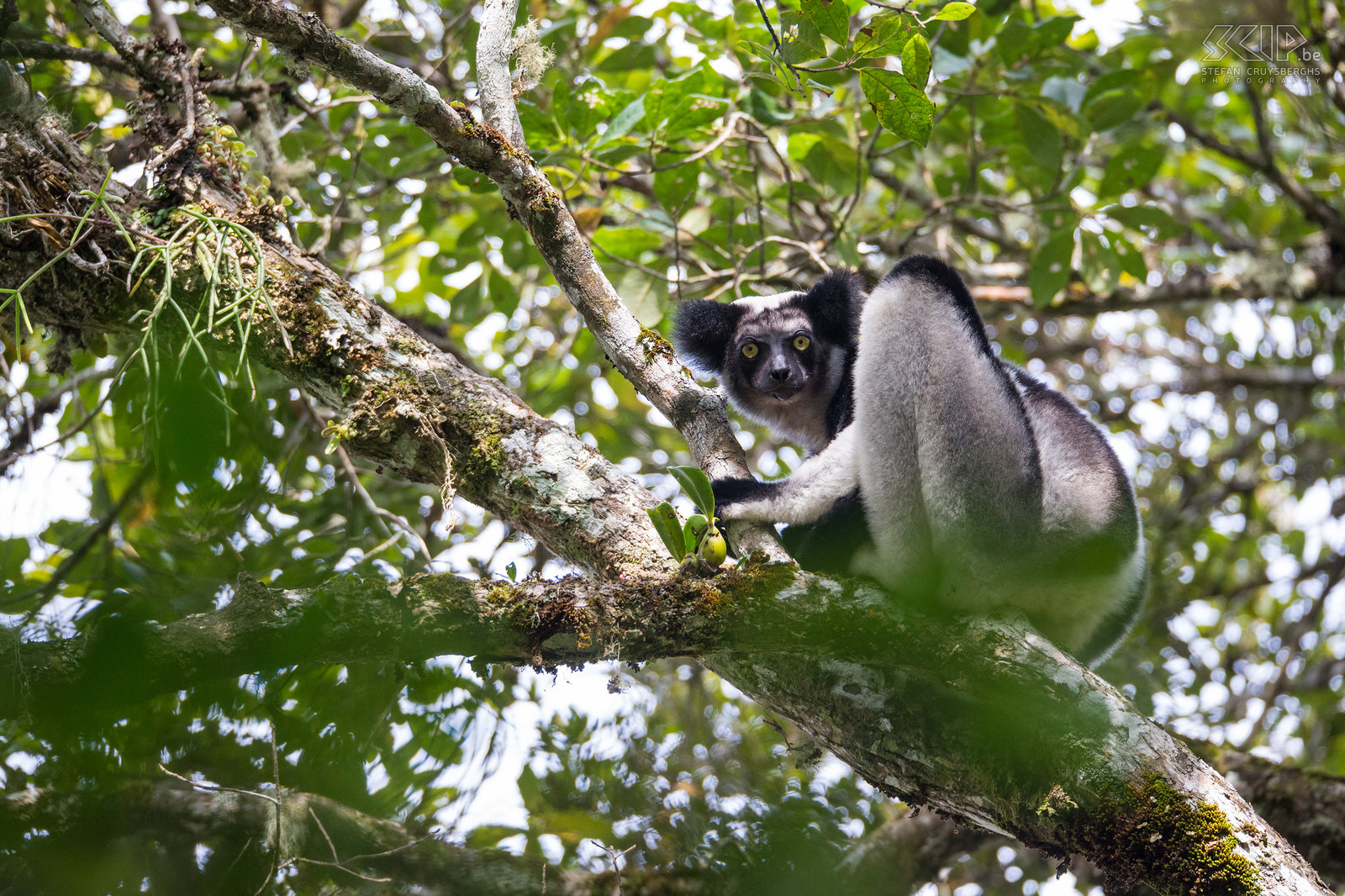Andasibe - Indri De indri (Indri indri) is de grootste levende makisoort en ze leven in het laagland en montane bossen van een klein deel van de oostkust van Madagaskar. Het is een heel bijzondere dier maar het kan gemakkelijk gezien worden in de regenwouden van Andasibe en Mantadia. Ze worden tot bijna 120cm lang en wegen tussen de 6 en 9,5kg. De indri is bekend om zijn oorverdovende en kenmerkende gezangen. Als je het een keer gehoord hebt, zal je het niet snel vergeten. Stefan Cruysberghs